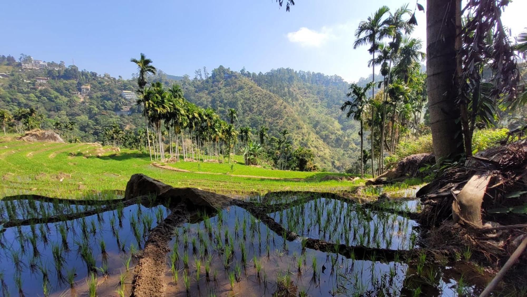 Forest Rawana Homestay เอลลา ภายนอก รูปภาพ