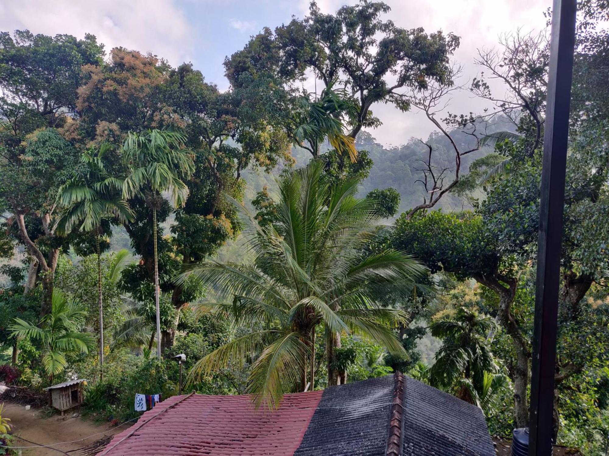 Forest Rawana Homestay เอลลา ภายนอก รูปภาพ